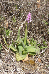 Neotinea tridentata tridentata