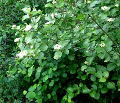 Viburnum ellipticum