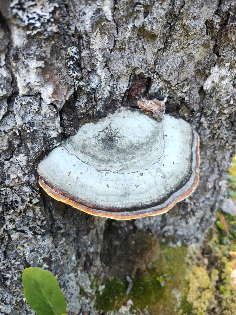 Fomitopsis pinicola · June 2021 · photo: © evgenyi_eg (iNaturalist, cc-by)