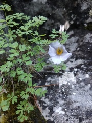 Paraquilegia microphylla