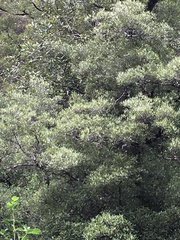 Nothofagus truncata