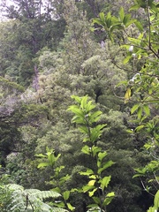 Nothofagus truncata
