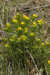 Lithospermum caroliniense