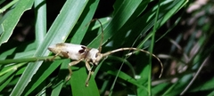 Acalolepta sublusca