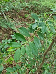 Eurya japonica