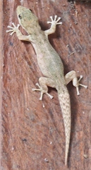 Phyllodactylus reissii