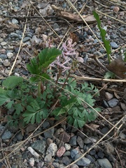 Corydalis glaucescens