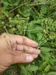 Potentilla crebridens