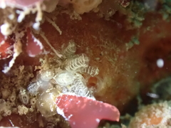 Pycnoclavella