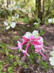 Rhododendron flammeum