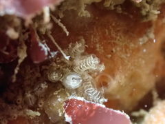 Pycnoclavella