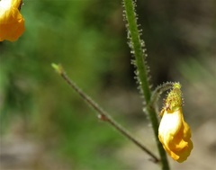 Chapmannia floridana