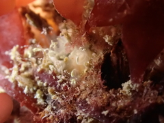 Pycnoclavella aurilucens