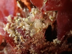 Pycnoclavella aurilucens