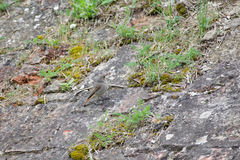 Phoenicurus ochruros