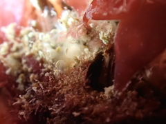 Pycnoclavella aurilucens