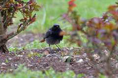 Phoenicurus ochruros