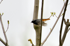 Phoenicurus ochruros