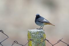 Phoenicurus ochruros