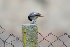 Phoenicurus ochruros