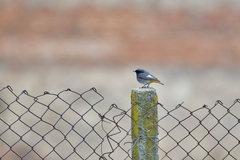 Phoenicurus ochruros