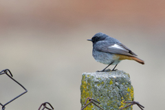 Phoenicurus ochruros