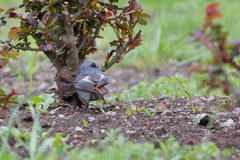 Phoenicurus ochruros