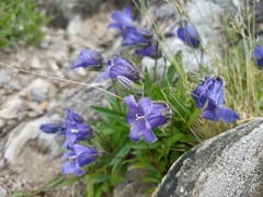 Campanula dasyantha
