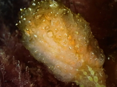 Aplidium punctum