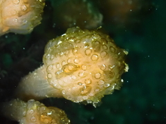Aplidium punctum