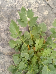 Petromarula pinnata