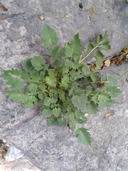 Petromarula pinnata