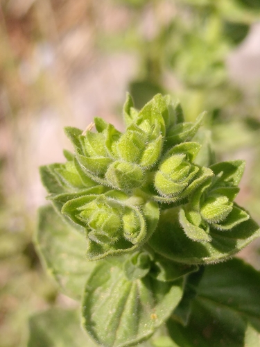 Pot marjoram (Origanum onites)