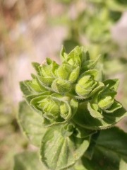 Origanum onites