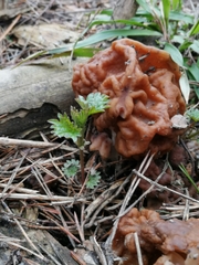 Gyromitra gigas