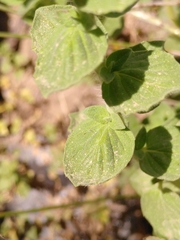 Origanum onites