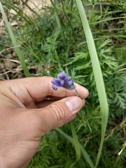 Pulsatilla ambigua