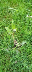Cichorieae