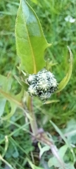 Cichorieae