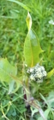 Cichorieae