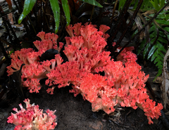 Ramaria stuntzii