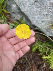 Papaver nudicaule