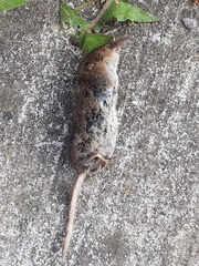 Sorex minutus