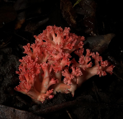 Ramaria stuntzii