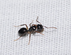 Camponotus lownei