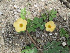 Kallstroemia rosei