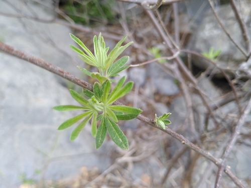 Image of Ebenus cretica by (c) Yves Bas, some rights reserved (CC BY)