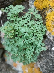 Paraquilegia microphylla