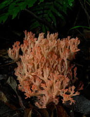 Ramaria stuntzii