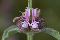 Stachys germanica